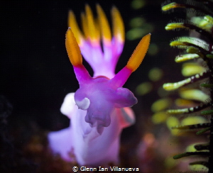 This is a photo of a nudibranch, Hypselodoris Bullocki. A... by Glenn Ian Villanueva 